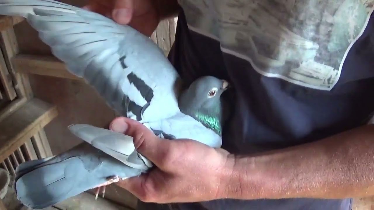 Columbofil dl Szekey Miklos Alba Romania porumbei reproductie 3 septembrie 2023 part 1