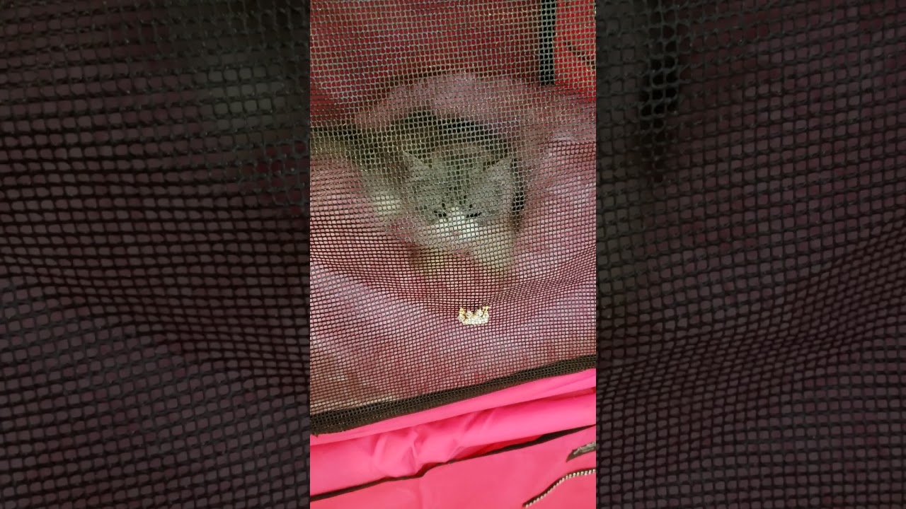 RagaMuffin kitten arrives at the show