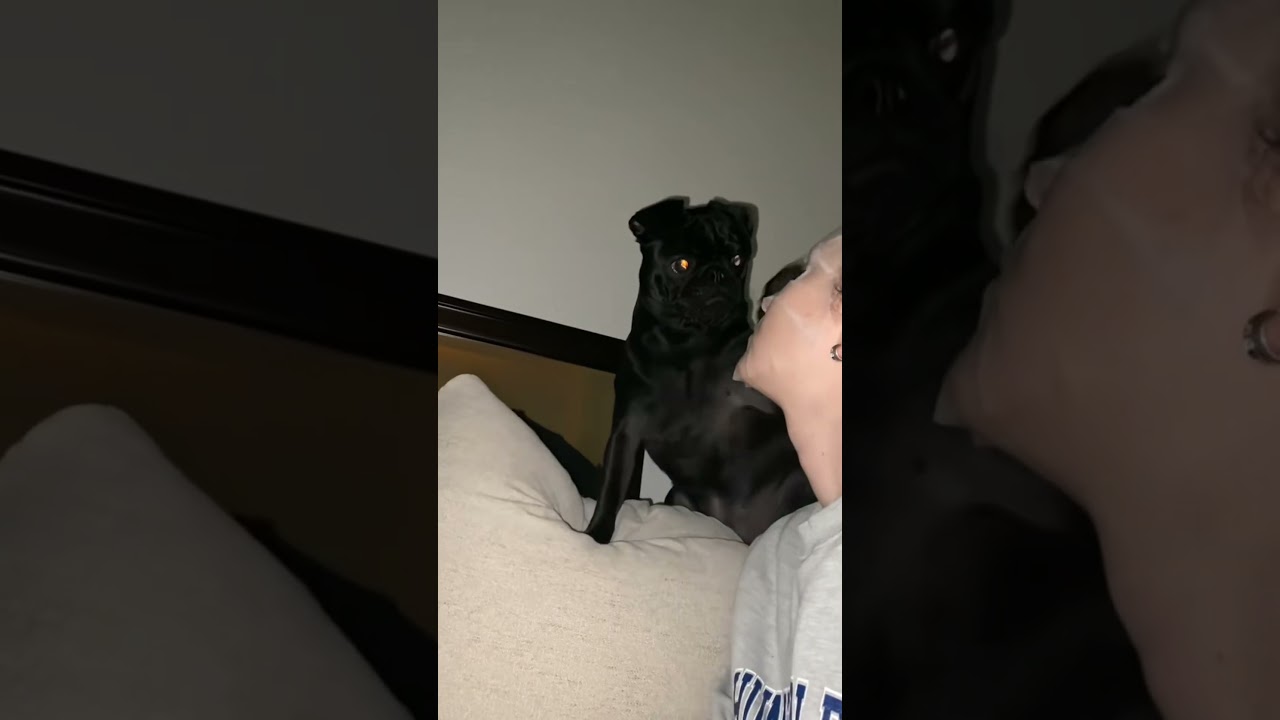 Dog&rsquo;s Funny Reaction When He Sees You With a Face Mask 😂