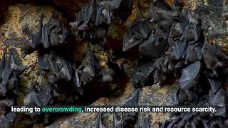 Could eco-friendly 3D-printed roosts be the key to protecting endangered bats?