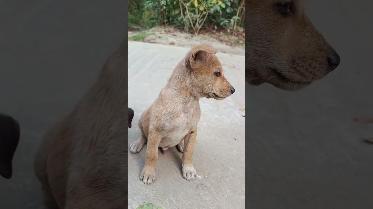 VILLAGE DOG REACTION || 2025 