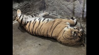 静岡県の日本平動物園の猛獣館。へそ天のトラ。目線を合わせると目をそらすライオン。猛獣と言われるが、巨大な猫みたい。