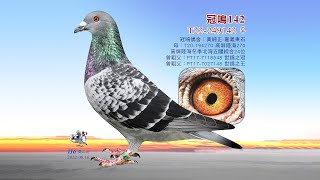 【黃純正】T22-249142