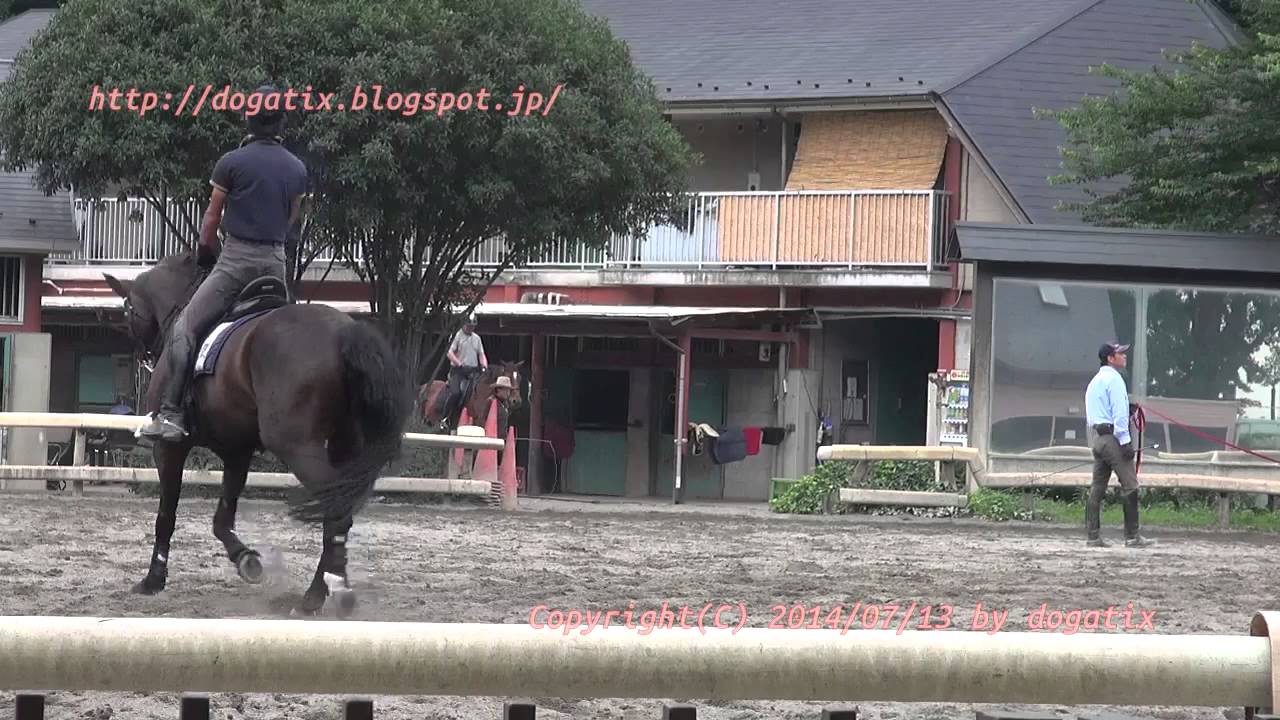 Japan Trip 2014 Tokyo Horse 