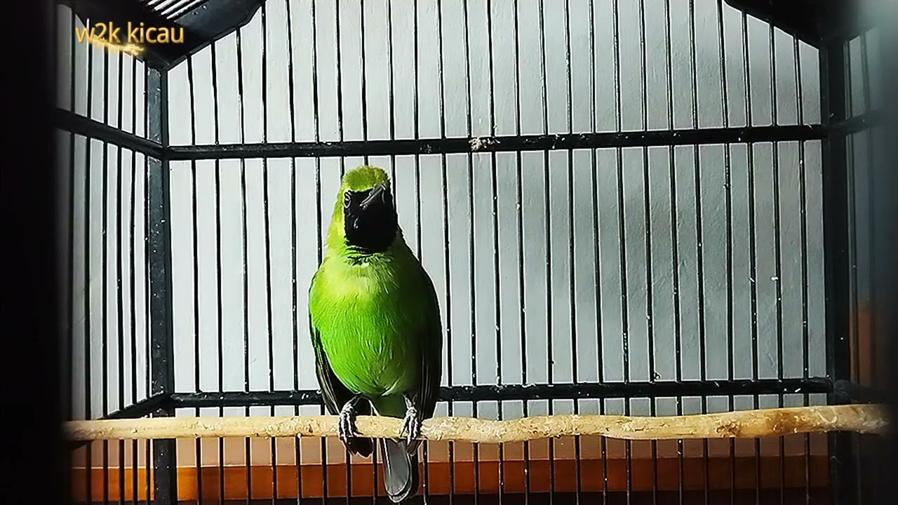 Terapi cucak ijo macet bunyi biar cepet gacor #kicaumania #vidio #youtube 