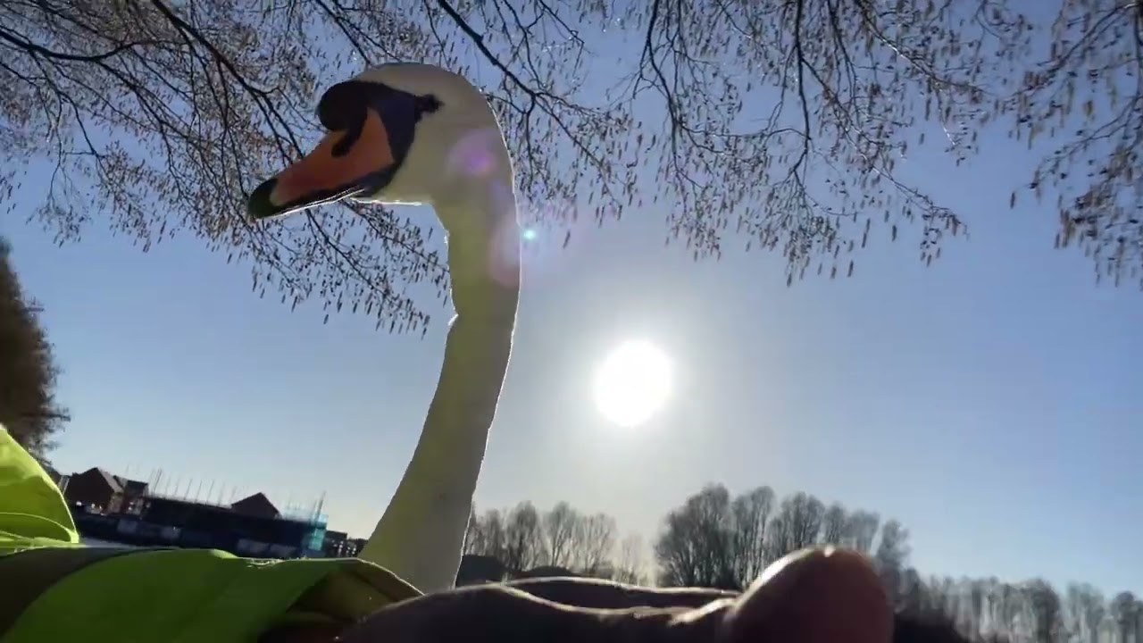 Feeding friendly wild mute swans 🦢 in the sun 🌞