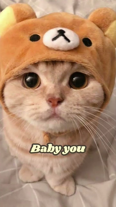 有華「Baby you」(Yuka Ver.) 😻 #cat #cute #love #babyyou #shorts