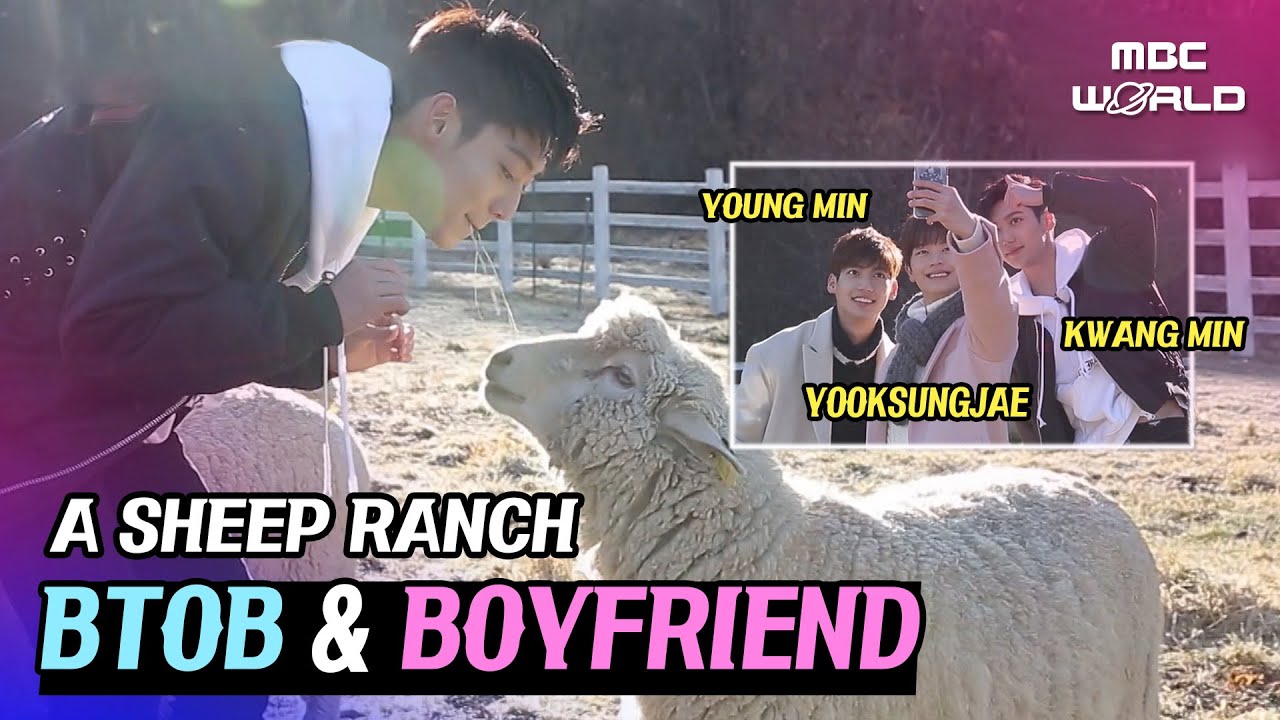 [C.C.] We spent time with cute sheeps #BTOB #YOOKSUNGJAE #BOYFRIEND #KWANGMIN #YOUNGMIN