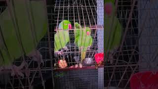#trending #funny #talkingparot #realsound #@pragatisachan-d6j