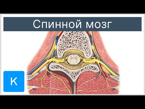 Спинной мозг - Анатомия человека | Kenhub