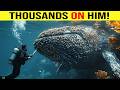 A Whale Covered in Thousands of Barnacles… What This Man Did Next Will Leave You Speechless!