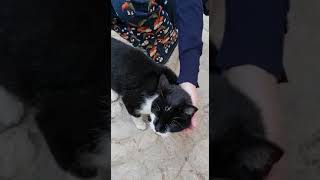 Meeting a black and white cat in the Marche region (Italy) by Cat lover 40 views 1 year ago 1 minute, 4 seconds