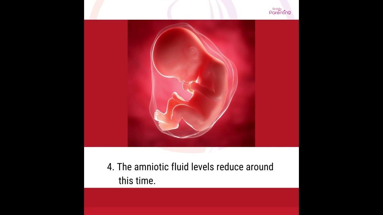 8-months-pregnant-baby-movement-development-youtube