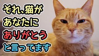 【猫の愛情表現】猫が飼い主に見せる「ありがとう」の仕草9つ