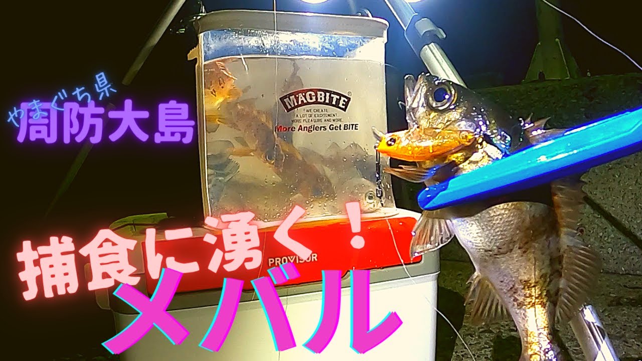広島のベイト情報 21年第1弾 シーバス釣りやショアジギング ブリ サワラ の参考に Youtube 広島のベイト情報 21年第1弾 シーバス釣りやショアジギング ブリ サワラ の参考に Youtube