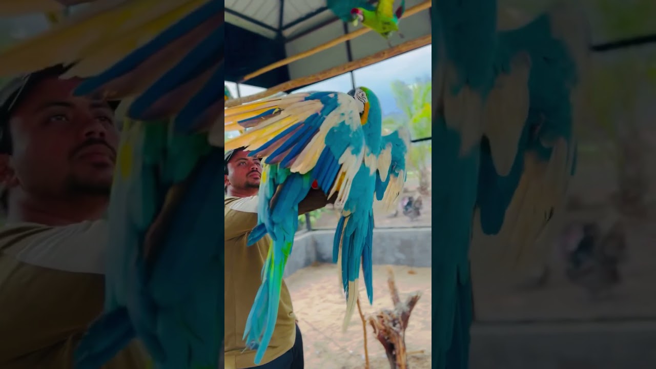 All over the world. Only a few have this motivation hybrid Macaw 🦜🥰 