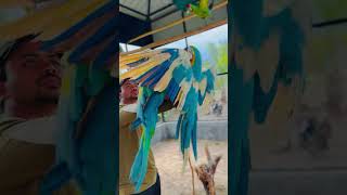 All over the world. Only a few have this motivation hybrid Macaw 🦜🥰 #hybrid #shorts