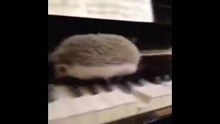 Ёжик бежит по пианино