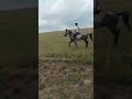 #horse #at