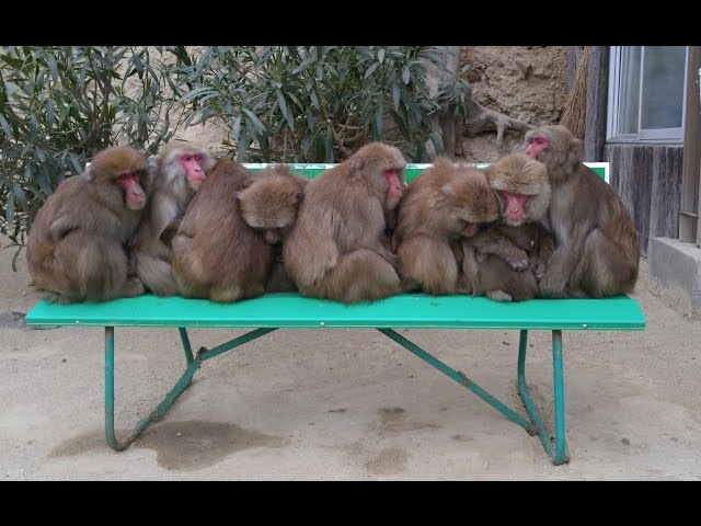 Awajishima Monkey Center Sumoto Destimap Destinations On Map