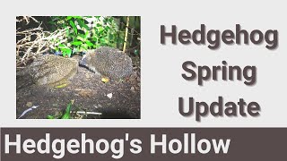 Hedgehog Activity Spring Update | Hedgehog's Hollow