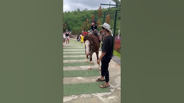 Cưởi ngựa xem hoa 🌷