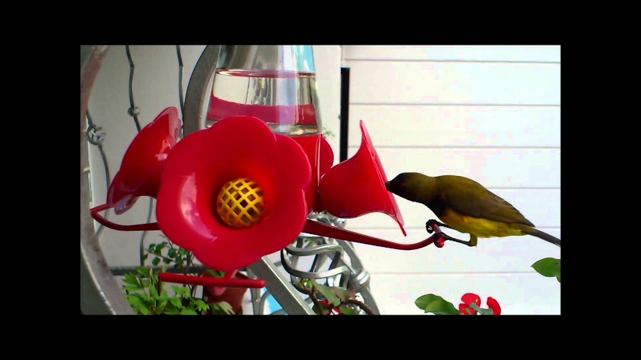 Birdie feeding from Perky Pet Hummingbird Pinch Waist Glass Bird Feeder ...