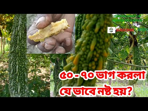 ভিডিও: পোম ফসলের ফল পচে