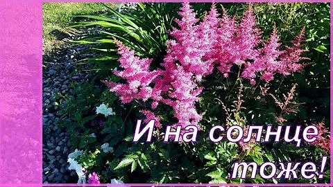 Где может хорошо расти и пышно цвести астильба?