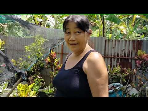 Video: Croton - Ang Gara Ng Kulay Sa Bintana