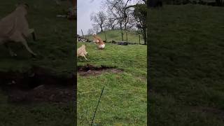 Hell Of A Catch From Rex Rabbiting In Yorkshire