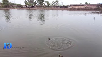 ►[Đồ Câu Hải Đăng]Test mồi câu hải đăng câu được cá chim 5kg tại Thái Bình