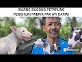 Anjing dug0ng penghuni pabrik  grebeg kandang legend dug0ng pak ayi karim 