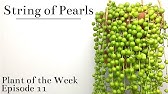 How to Repot a String of Pearls Succulent / Repotting a Plant / How to Repot a Plant - YouTube