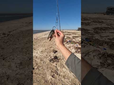 Video: Teksasas makšķerēšana sālsūdenī