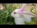 Baby rabbit eating grass and walk  gappus family 