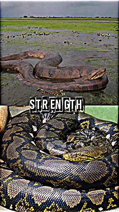 Green Anaconda VS Reticulated Python #anaconda #Python #trending # ...