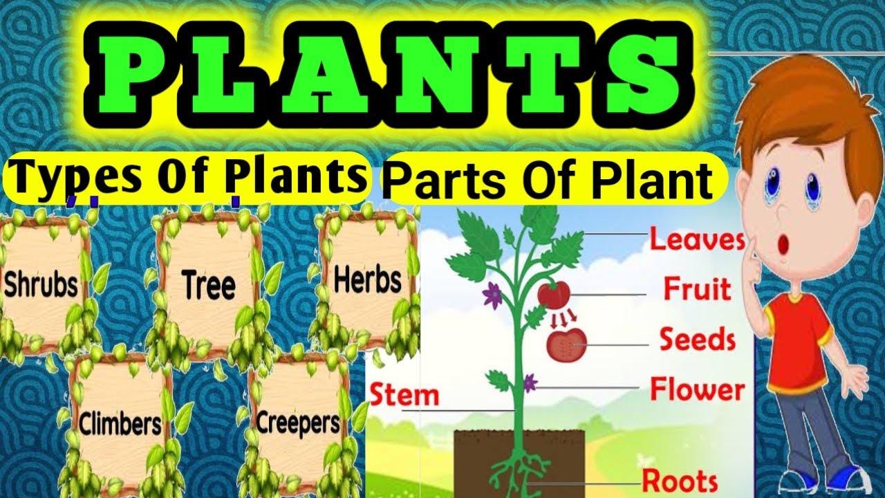 Plants Parts Of A Plants Types Of A Plants Science Education