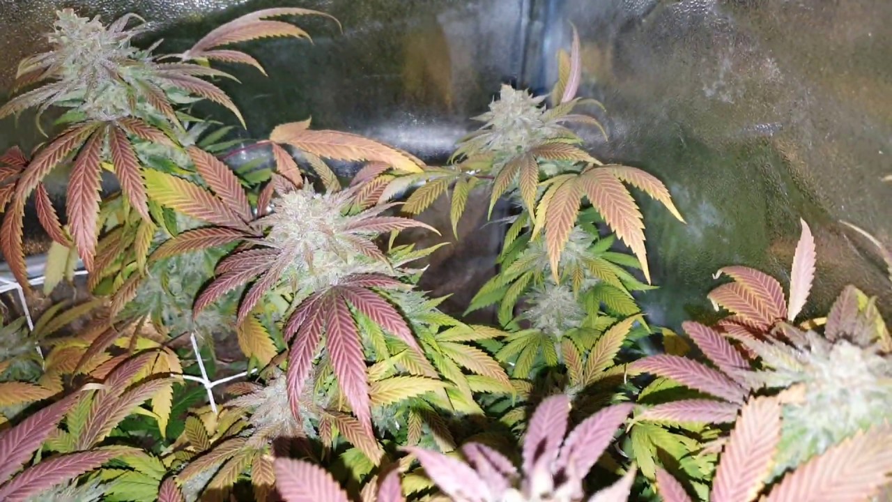 Green Gelato, Sweet Zkittlez & Royal Gorilla Flower Update #10