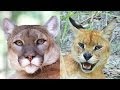 Cougar & Caracal/Serval Hybrid Rescued! - Sanctuary Closes