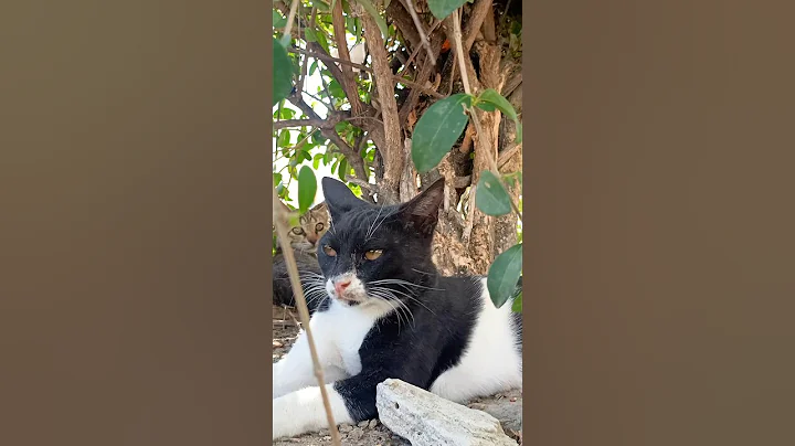 Watch the video about CAT CUTE CAT'S 😺🥰 #cat #funny #cute #varshakvd #viralvideo