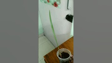 How to grow Dates tree 🌴 from seeds #shorts