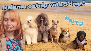 Roadtrip to Ireland with 5 dogs! (part 2) by Cece Canino My Life With Dogs 37 views 9 months ago 9 minutes, 24 seconds