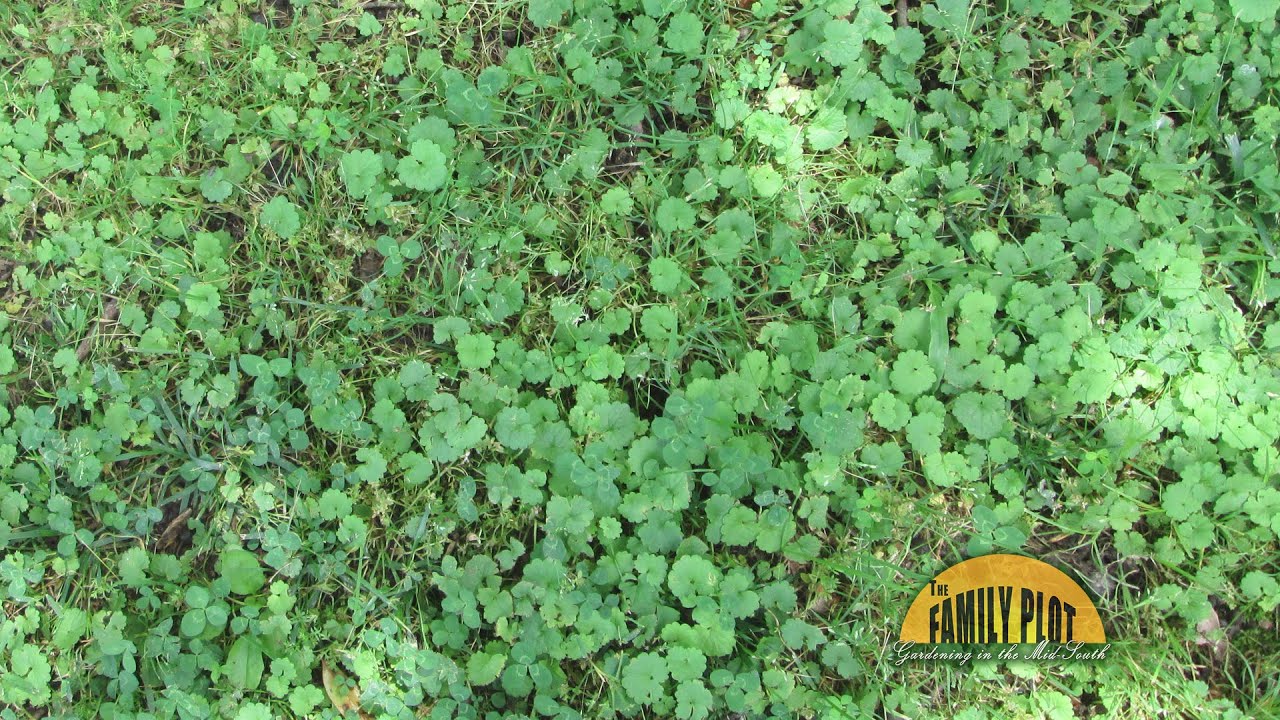 Q&A – What is this weed that is taking over our yard? - YouTube