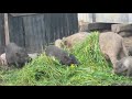 розведення ветнамських свиней прибутки за 1 рік