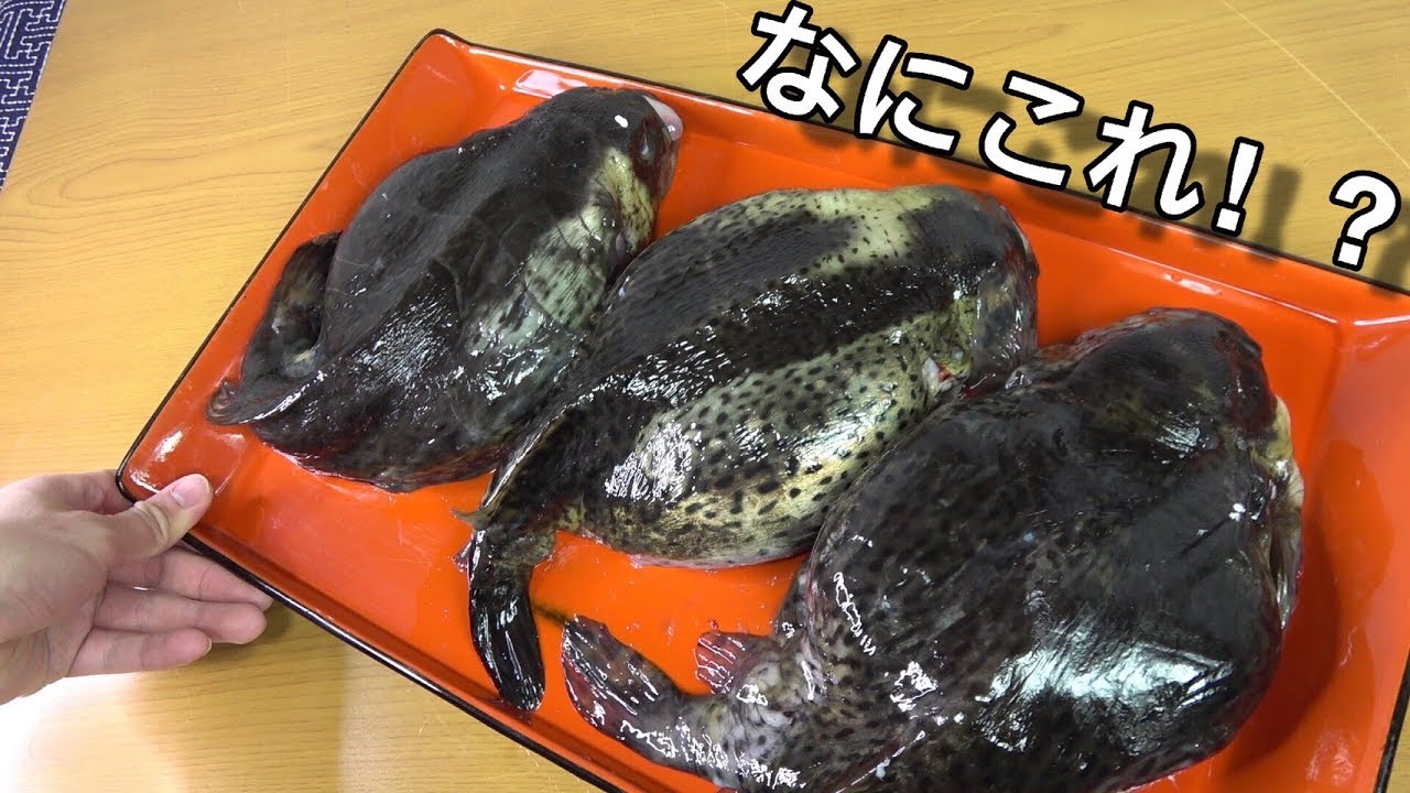 おたまじゃくし みたい な 魚