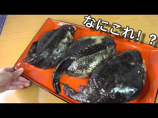 水風船みたいな、オタマジャクシみたいな魚のおなかが爆破。中身がむちゃくちゃ。Tadpolefish