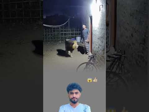 حتى أشجع الناس يعودون خطوة عندما يكون الموت ينتظر أمامهم 