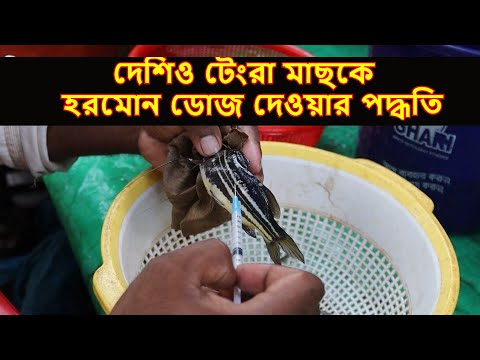 ভিডিও: কিভাবে একটি জাল রুবেল বলতে