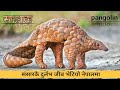 सालक ( pangolin ) world most endangered animal /salak at bardiya rastriya nikunj nepal / A & D nepal